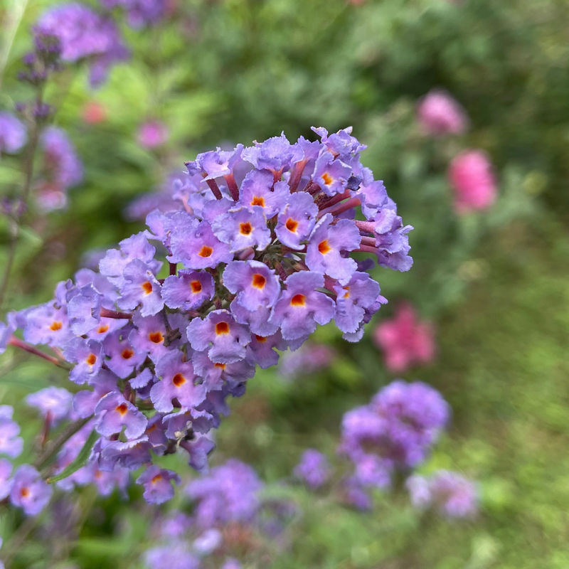 Schmetterlingsflieder Dreaming Lavender