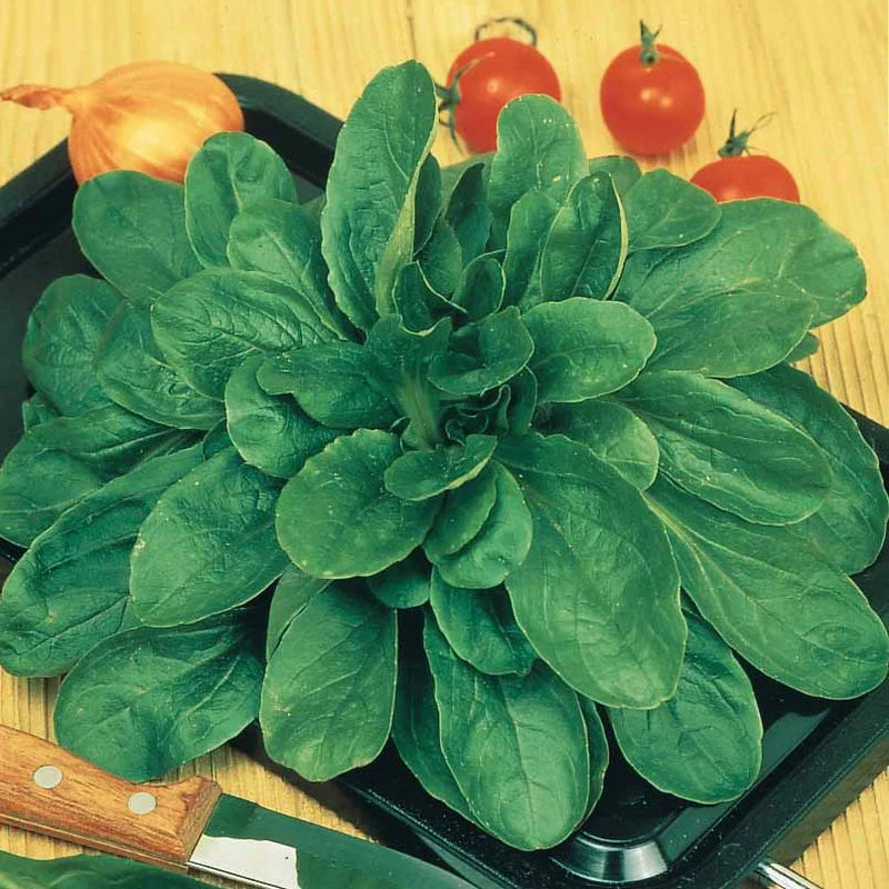 Feldsalat Dunkelgrüner Vollherziger 2