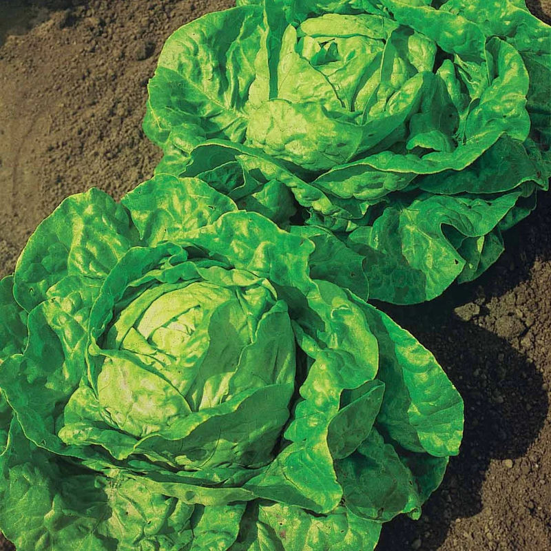 Kopfsalat Fauler dicker Blondschopf