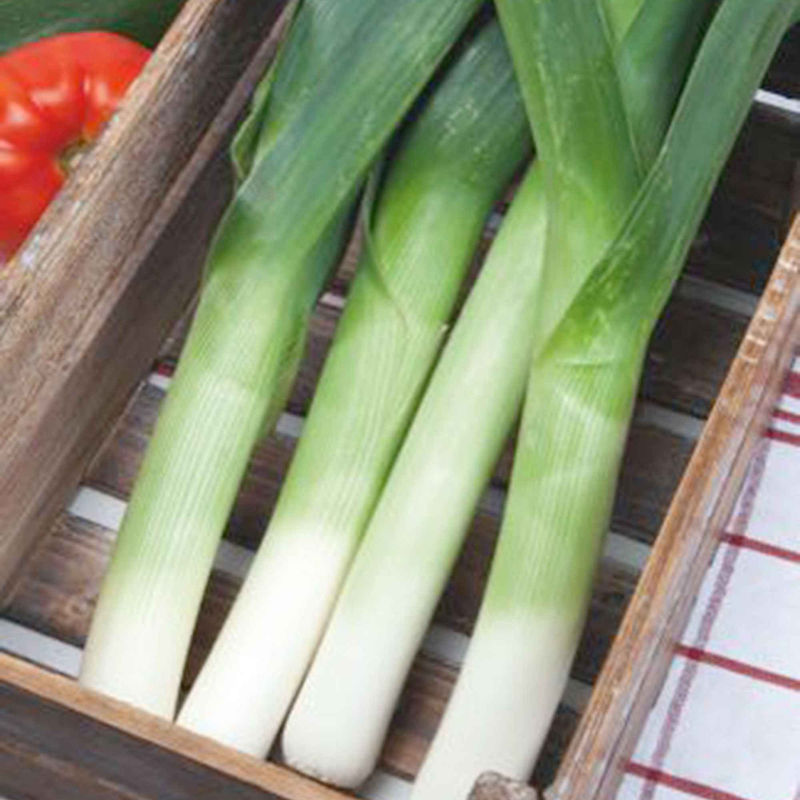 Lauch Allium porrum 'De Carentan 2' - Title:Das beutel / 30g / ±10500 samen