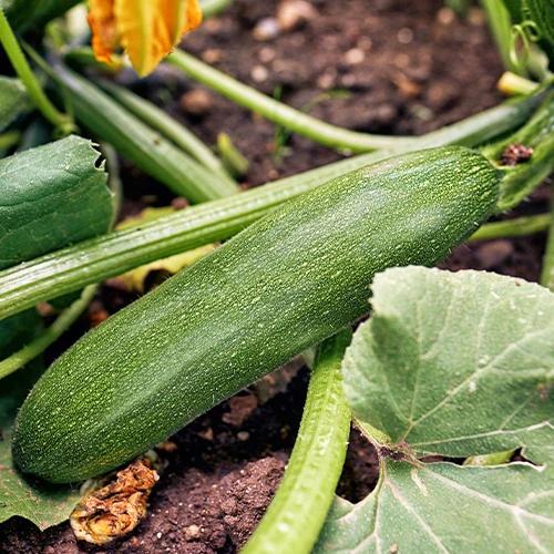 Zucchini Storr's Green F1