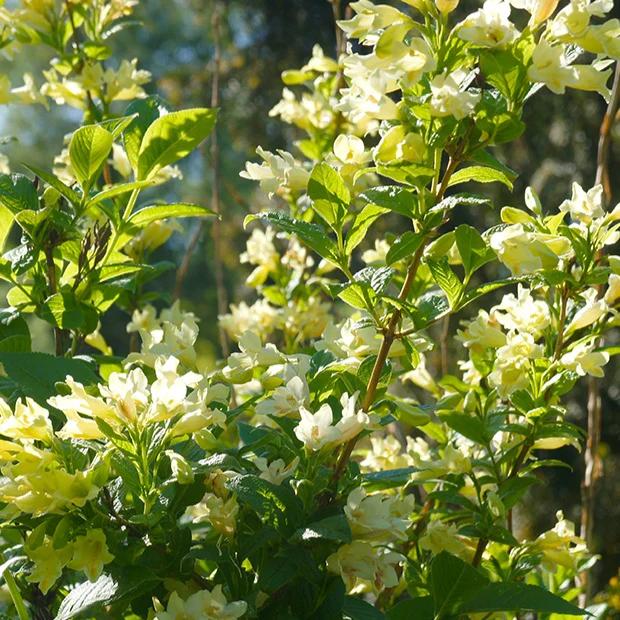Gelbe Weigelie