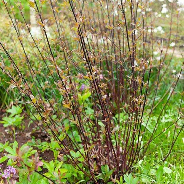 Schwarzholzhartriegel Kesselringii