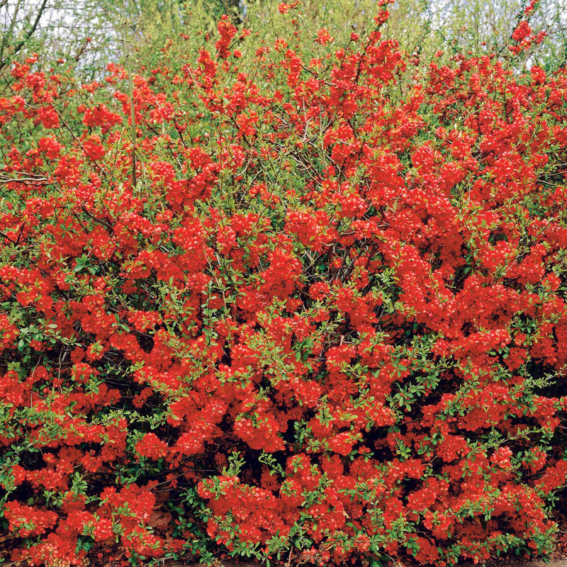 Zierquitte Texas Red