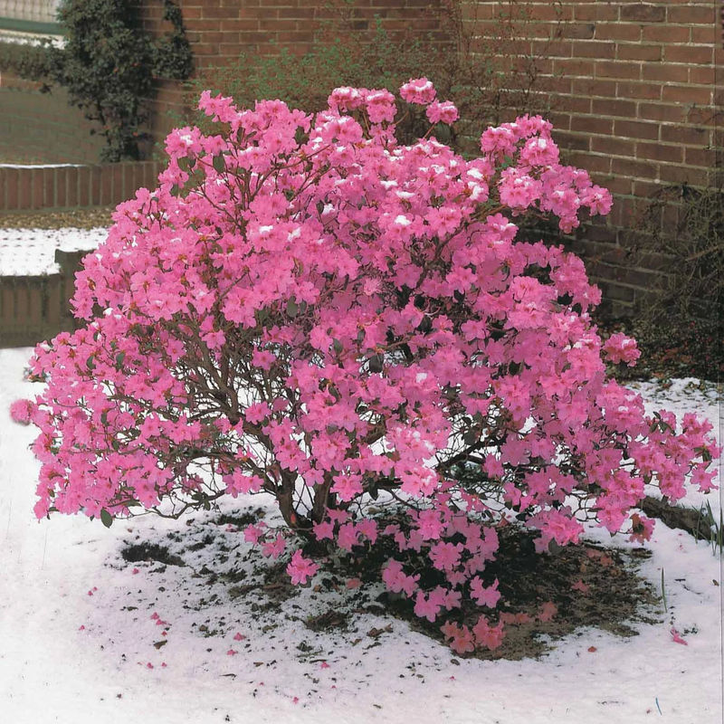 Vorfrühlings-Alpenrose Praecox - Title:Der topf / Lieferhöhe 40-50cm