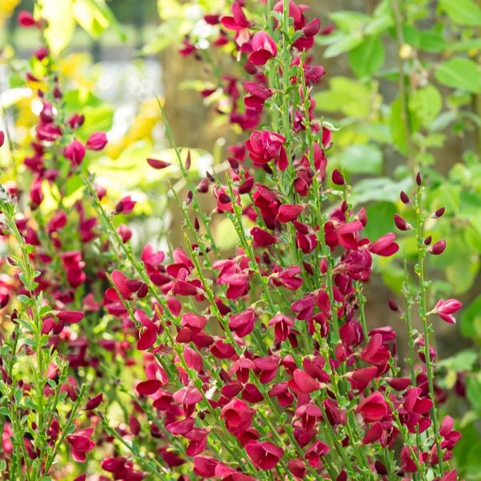 Edelginster Boskoop Ruby - Title:Der topf / Ø 9cm