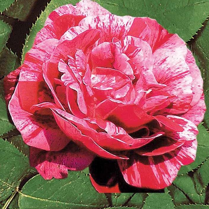 Historische Rose Ferdinand Pichard (Bourbon) - Title:Das stück in nackte wurzel / 2+ äste