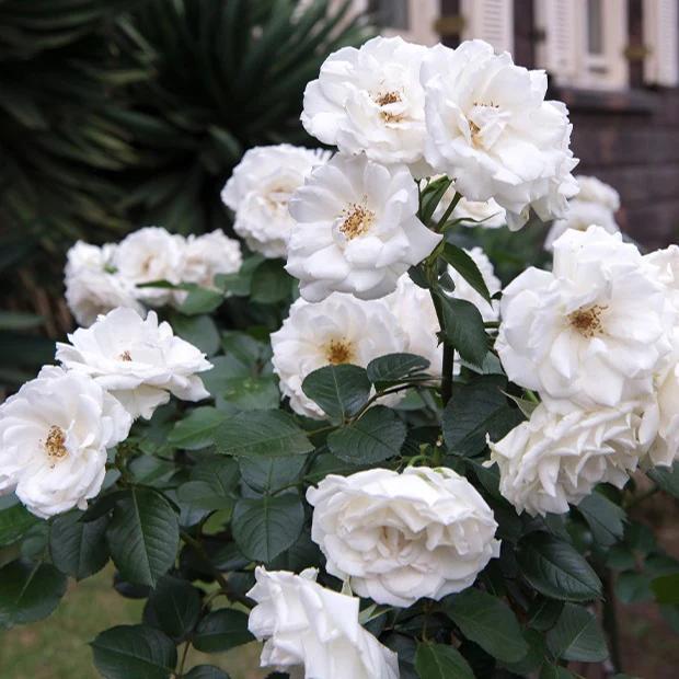 Rose Prinzessin von Wales ® Hardinkum