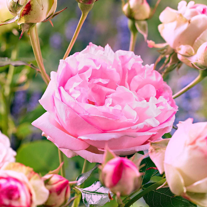Rose 'Leonardo da Vinci' - Title:Das stück in nackte wurzel / 3+ äste