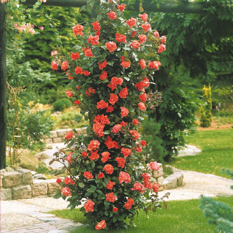 Kletterrose Metanoia