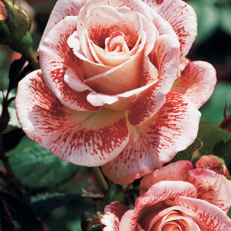 Strauchrose Famosa - Title:Das stück in nackte wurzel / 3+ äste