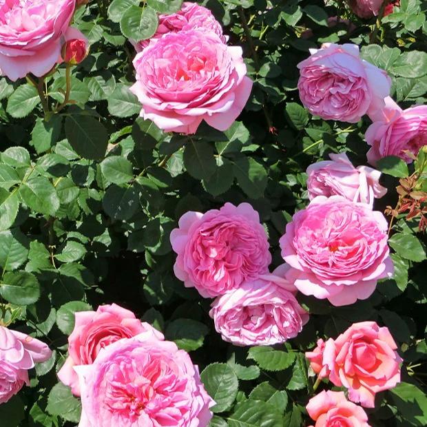 Englische Rose Her's Ausgreen ® - Title:Das stück in nackte wurzel / 3+ äste