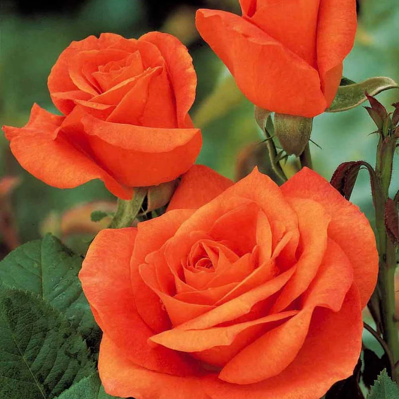 Rosenstrauch Orange Supreme