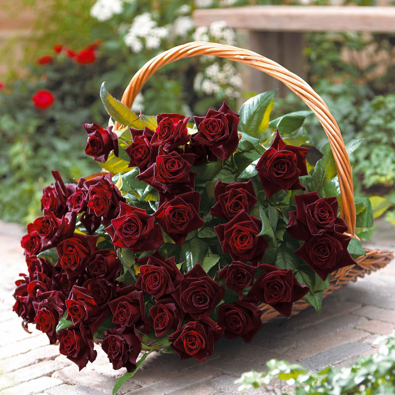 Strauchrose Black Baccara ® Meidebenne - Title:Das stück in nackte wurzel / 3+ äste