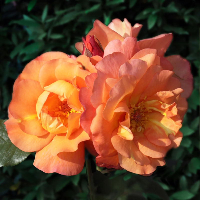 Strauchrose Westerland - Title:Das stück in nackte wurzel / 3+ äste