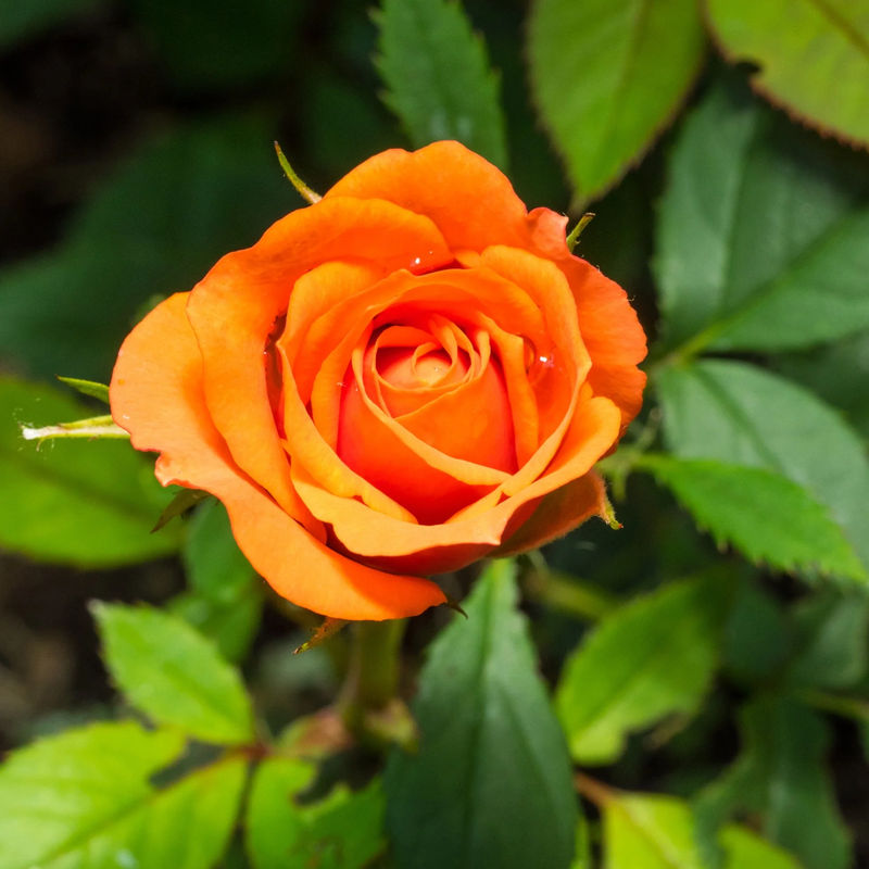 Strauchrose orange