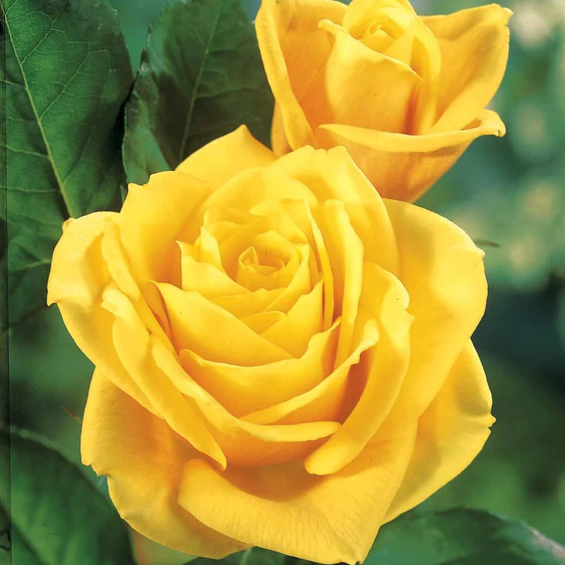 Rose Hadangel