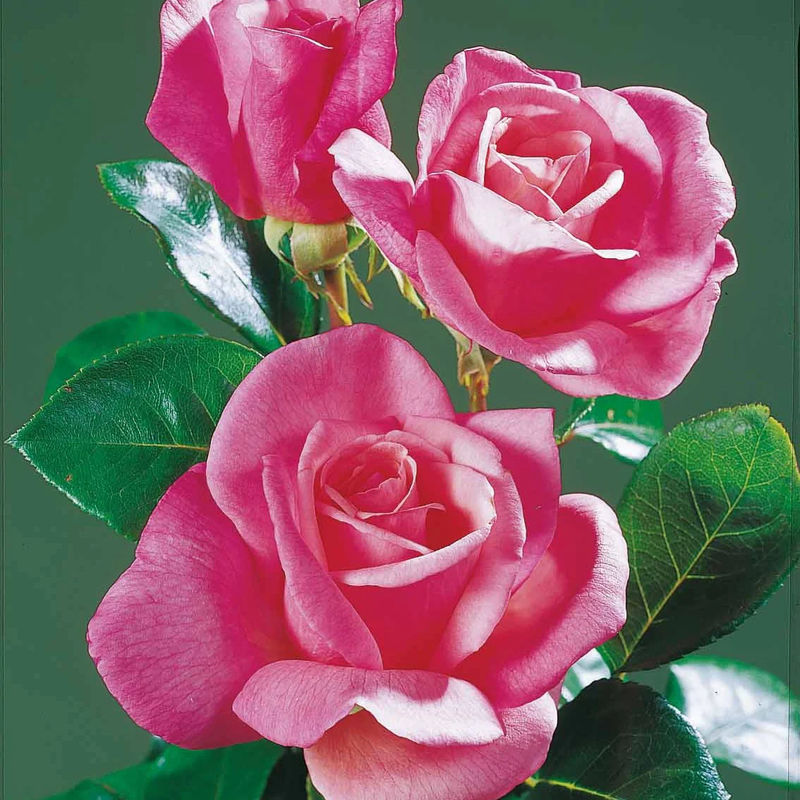 Rose Pink Perfume