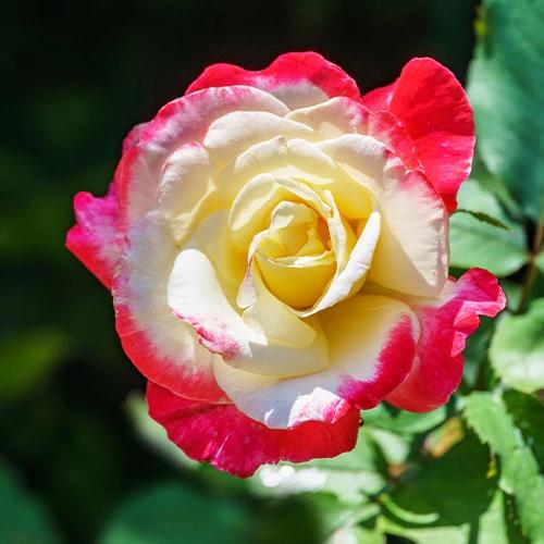 Strauchrose Double Delight - Title:Der wurzelballen / 3+ äste