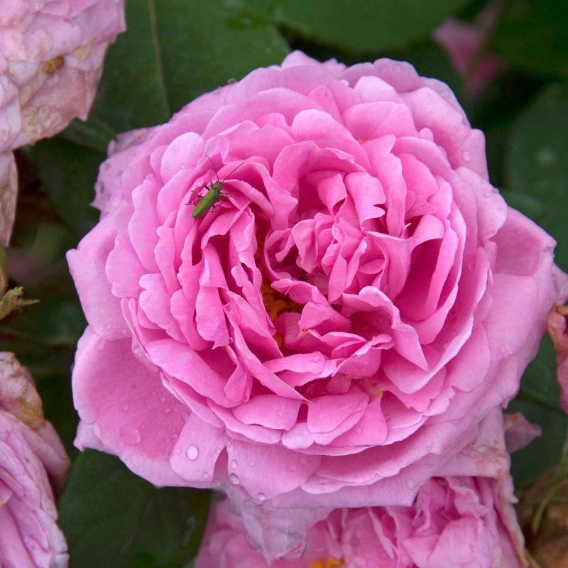 Strauchrose Comte de Chambord - Title:Das stück in nackte wurzel / 3+ äste