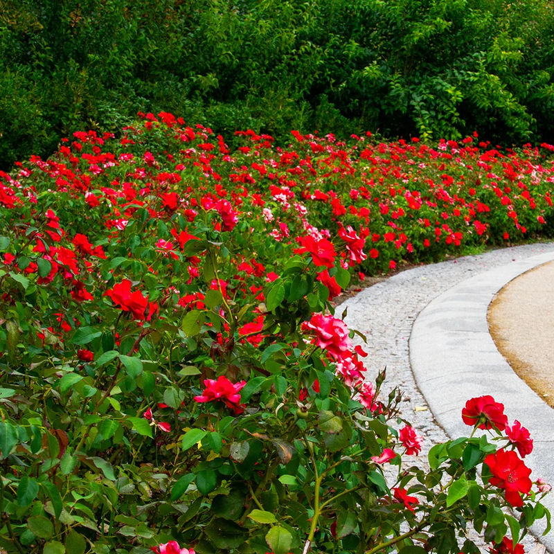 Rote Büschelrose