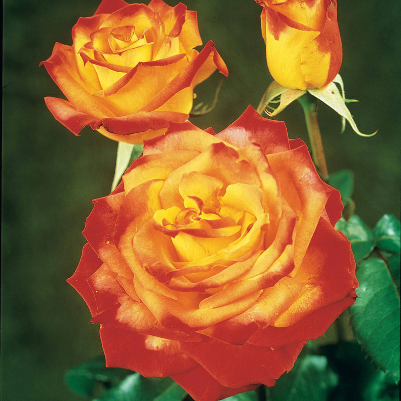 Zweifarbige Strauchrose