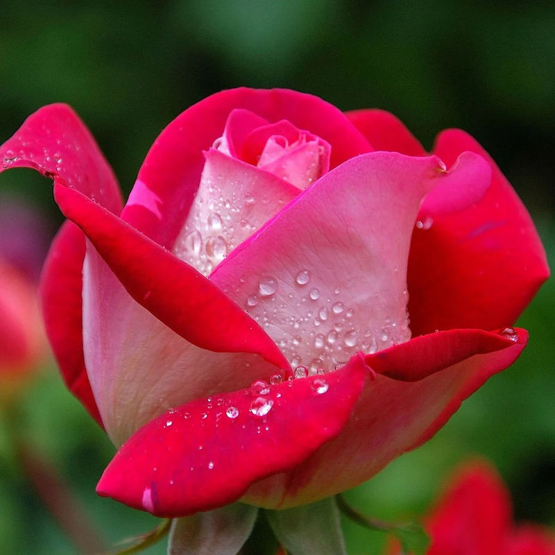 Strauchrose Osiria - Title:Das stück in nackte wurzel / 3+ äste
