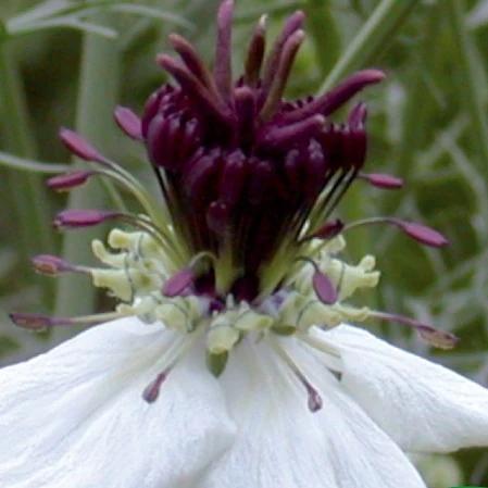 Spanische Nigella African Bride