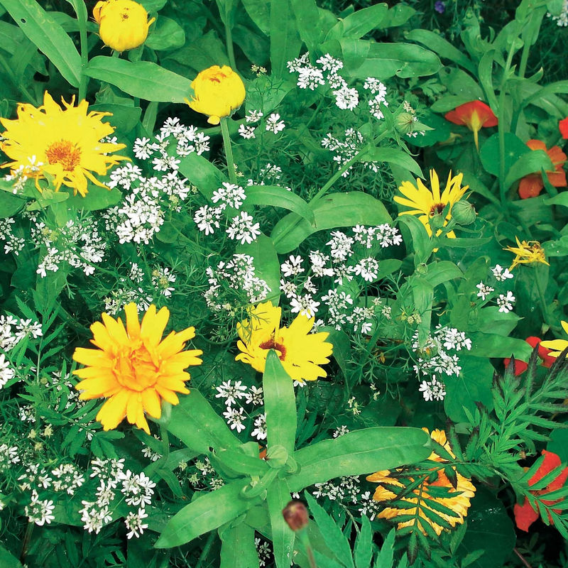 Blumenmischung gegen Blattläuse