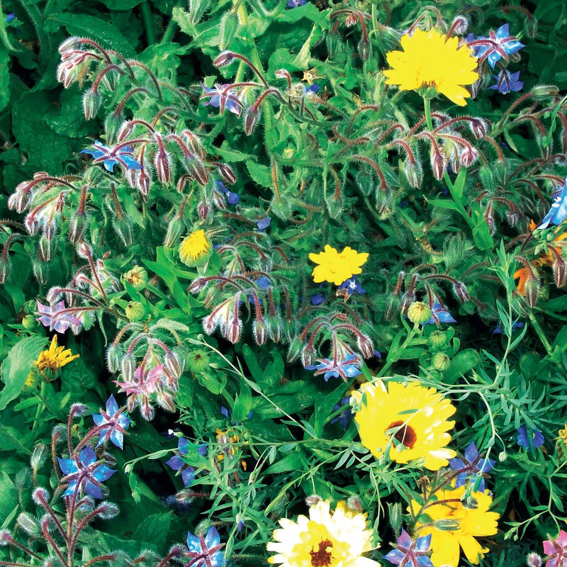 Blumenmischung zur Schnecken bekämpfung