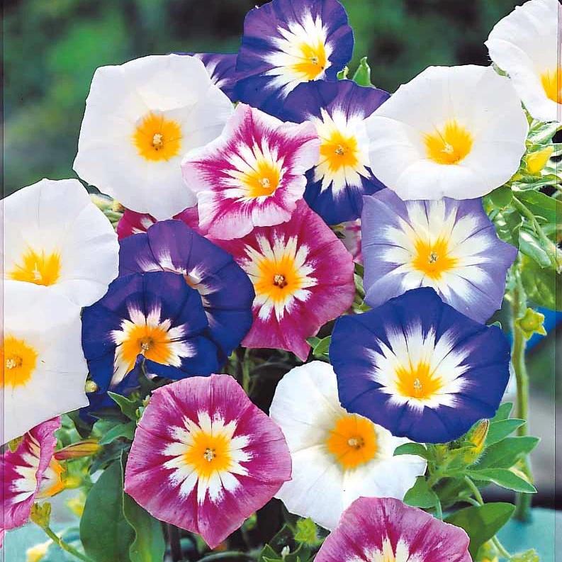 Dreifarbige Winde