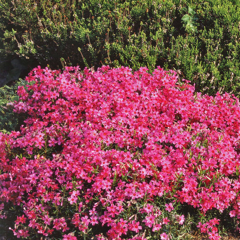 Phlox Moos Rosen