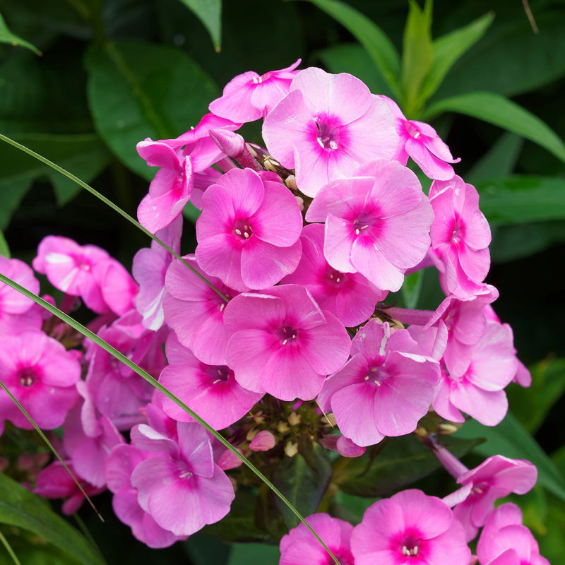 Flammenblume rosa (x3)