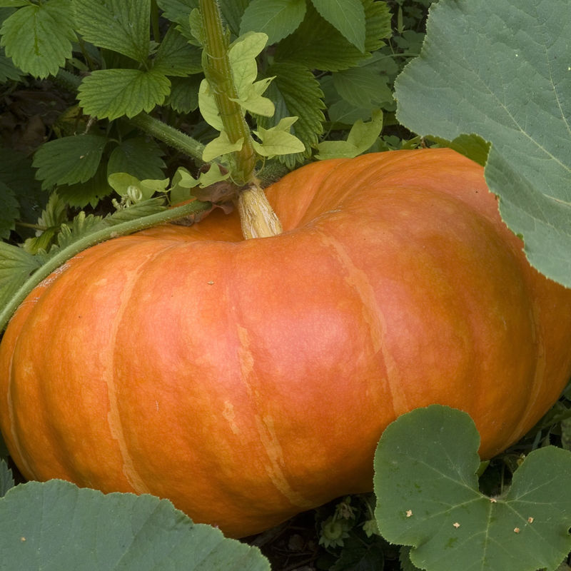 Kürbis Rouge Vif d`Etampes Pflanzen