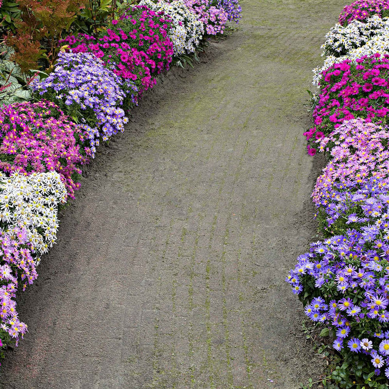 Kissen-Aster Mischung (x4)