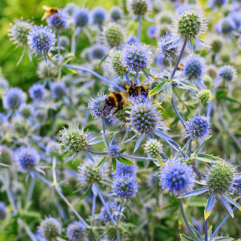 Blaue Distel - Title:Das paket von 3 nackte wurzeln