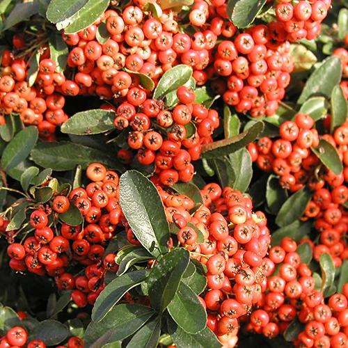 Feuerdorn Saphyr ® Rouge Cadrou