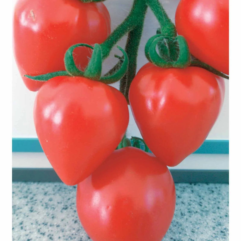 Kirschtomate Coeur d'amour (Liebesherz)