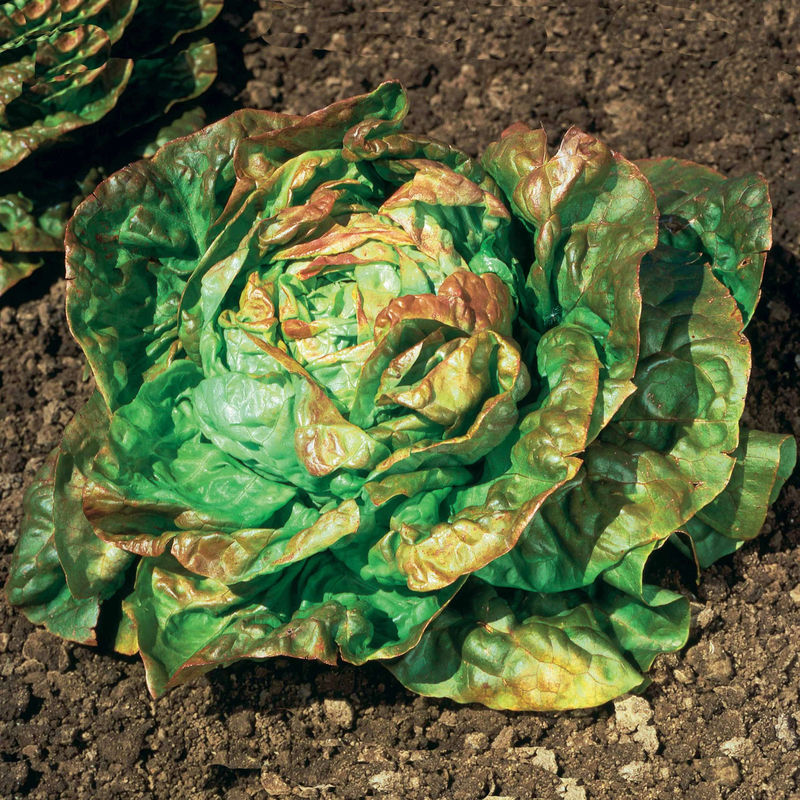 Kopfsalat Gärtnerstolz Du Bon Jardinier
