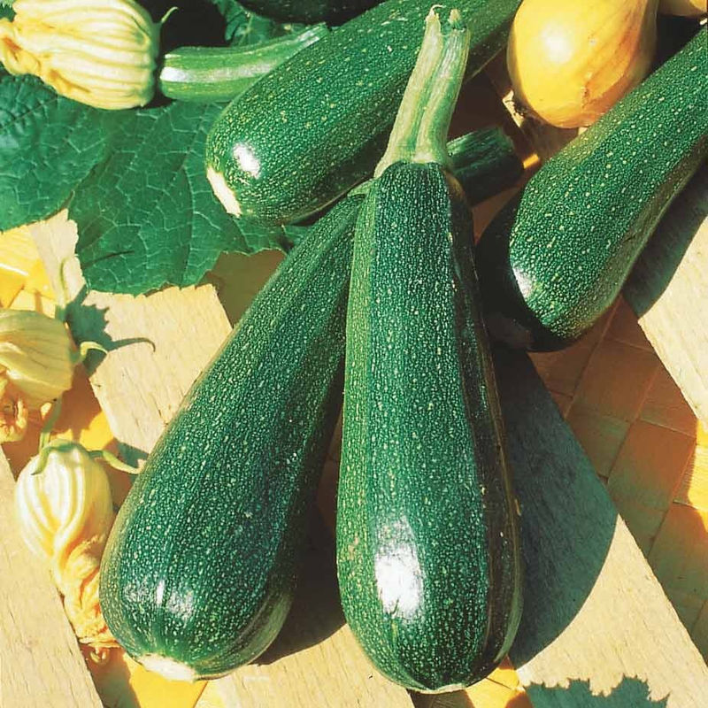 Zucchini Verte non coureuse des maraîchers