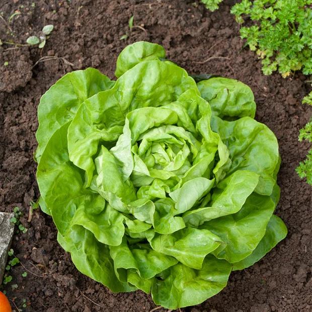Kopfsalat Appia - Title:Das beutel / 10g / ±7500 samen