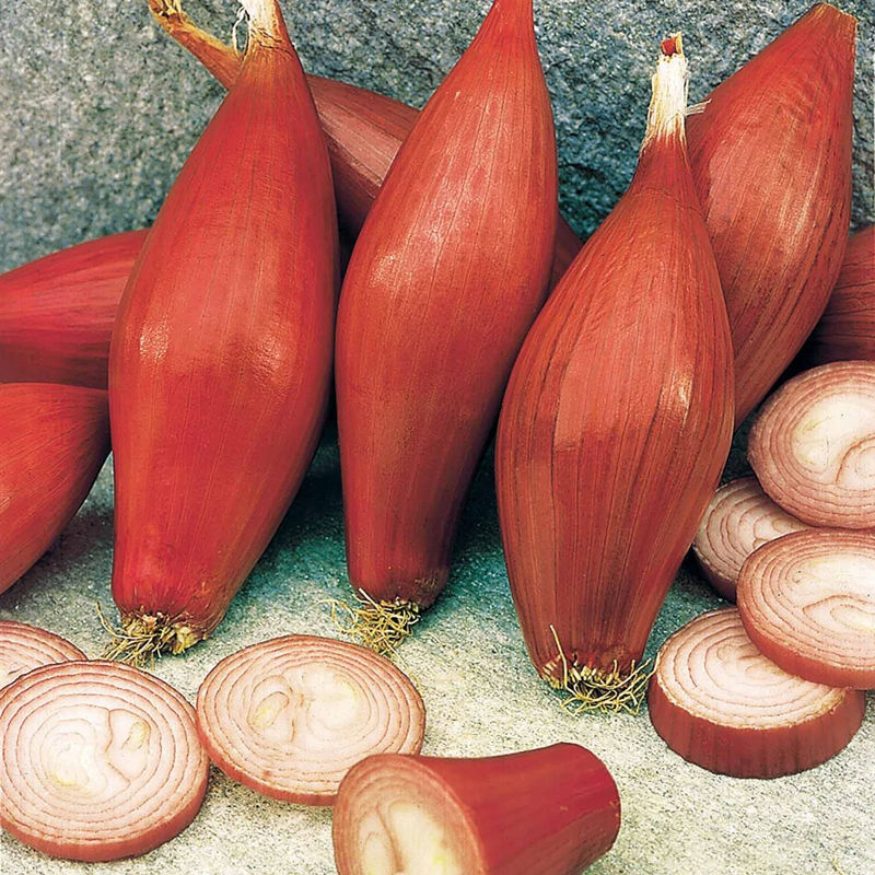 Rote Florentiner Winter-Zwiebel