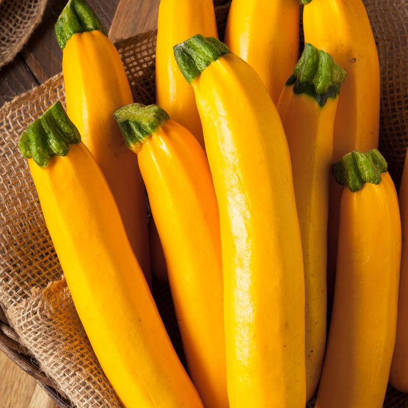 Zucchini Lingodor F1