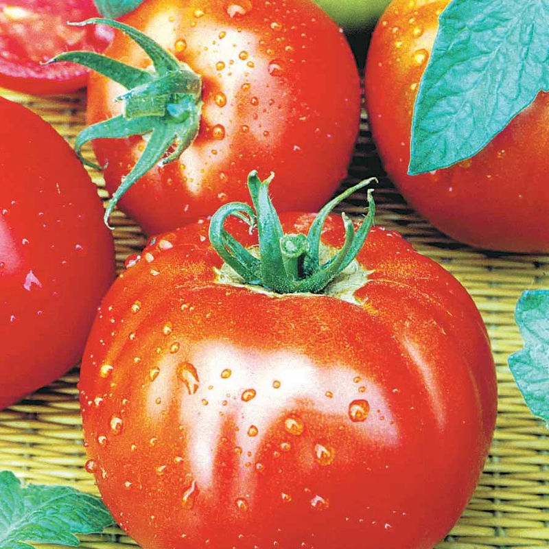 Fleischtomate Marktwunder