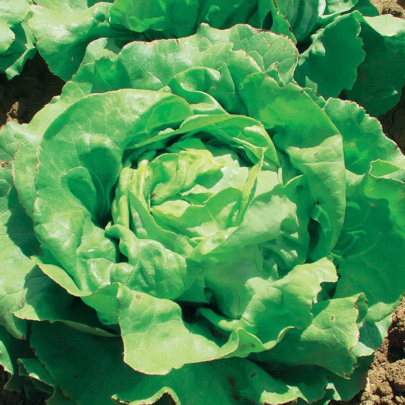 Kopfsalat Deliane