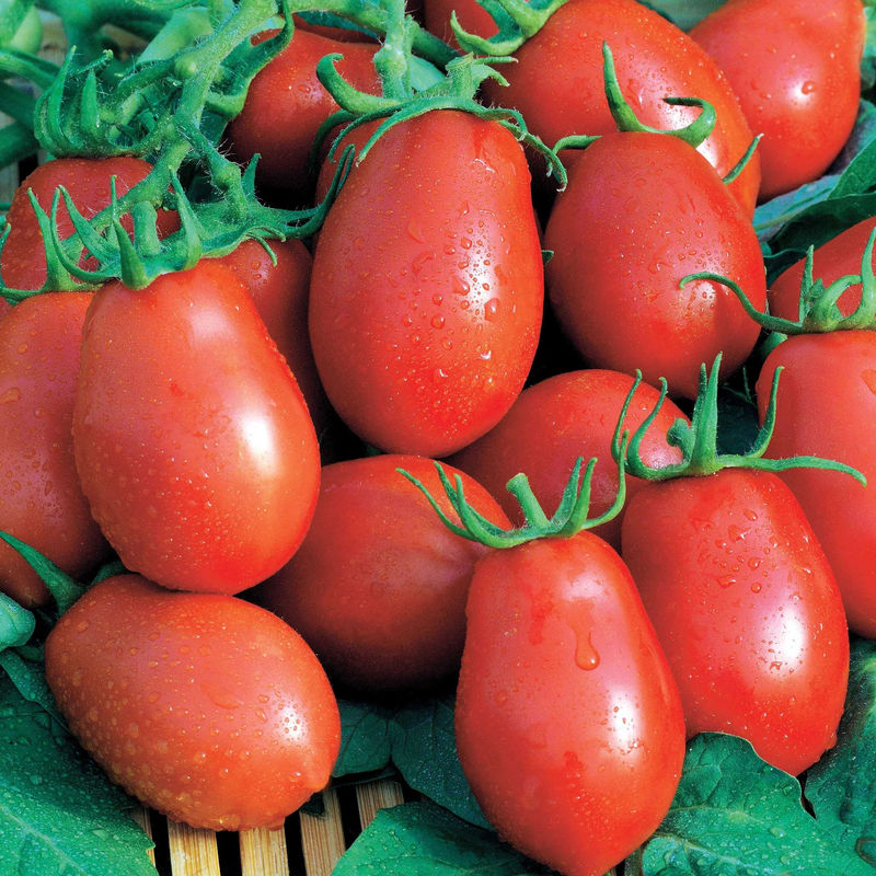 Roma-Tomate VF