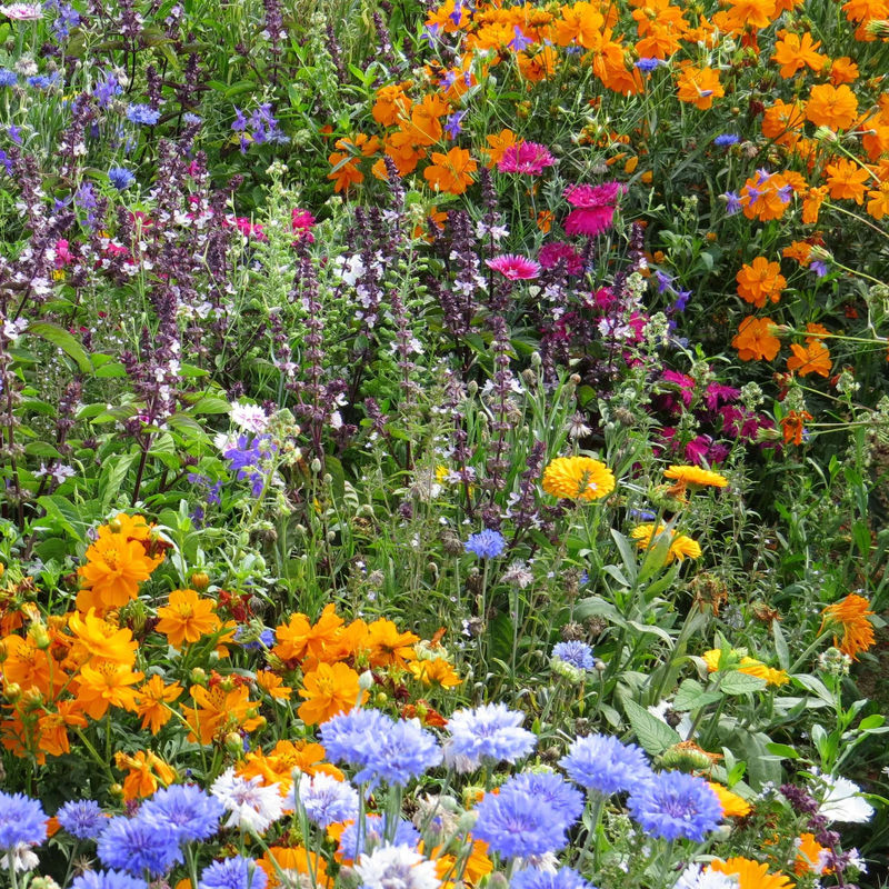 Bienen- und Schmetterlingsmischung (x3)