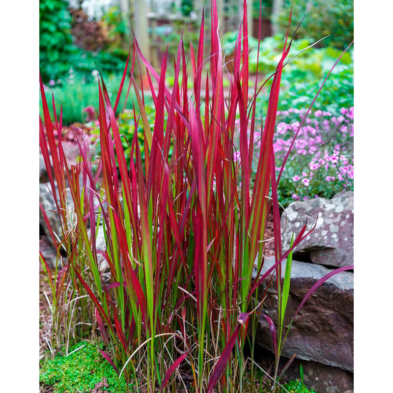 Japanisches Blutgras 'Red Baron' (x2)