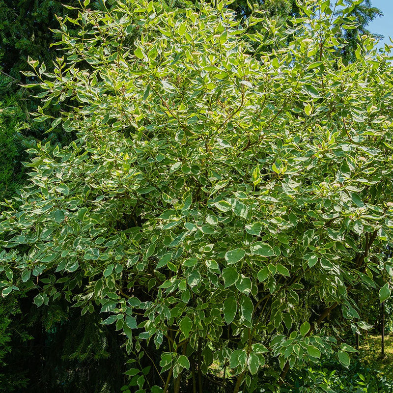 Weißer Hartriegel Elegantissima
