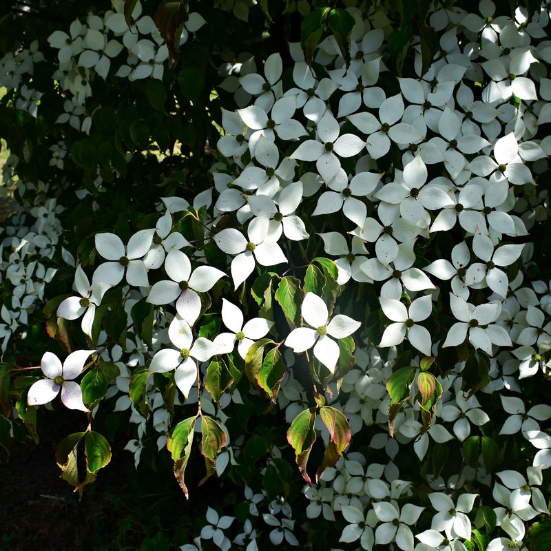 Japanischer Hartriegel